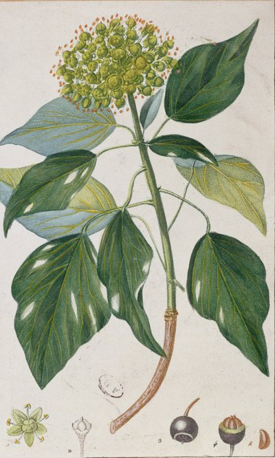 Klimop, botanische plaat, ca. 1820 door Pierre Jean Francois Turpin